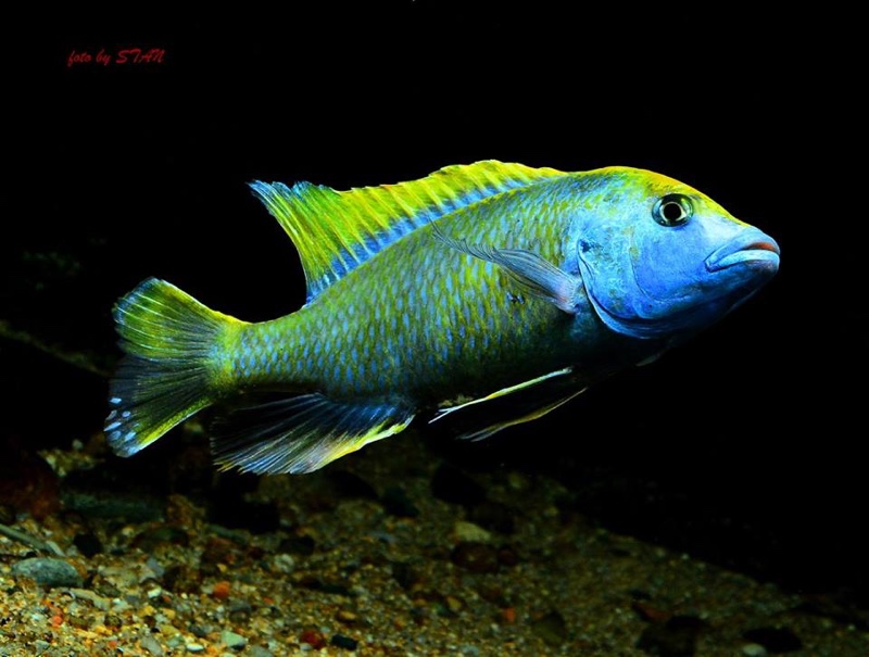 Nimbochromis venustus
